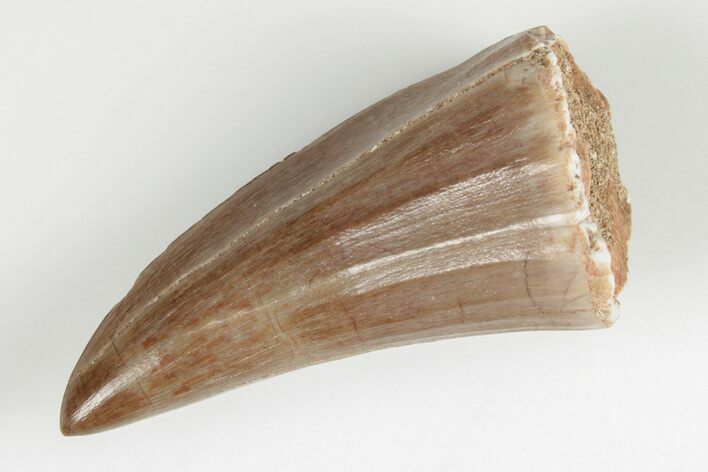 1.7" Fossil Mosasaur (Mosasaurus) Tooth - Morocco
